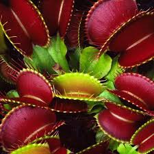Egrow 100pcs Pack Catchfly Potted Plant Seeds Garden Venus Fly Trap Insectivorous Pl In 2020 Venus Flytrap Plant Carnivorous Plants Insectivorous Plant