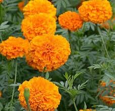 Osenai dried marigold whole flower natural food grade dried flower herbal tea for making soap skin care bath cooking beverage (marigold 50g) 4.4 out of 5 stars. Pin On Cut Flower Garden
