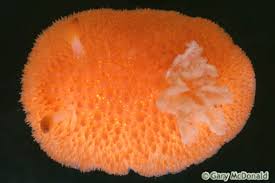 Image result for Kotschya ochreata