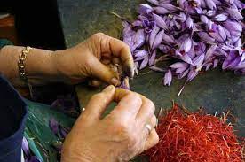 Saffron Ancient Healing Powers Confirmed By Science Growing Saffron Saffron Plant Saffron Flower