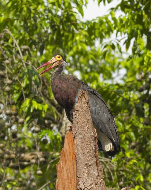 The Top 8 Birds in Kinabatangan that Every Birder Should Have on Their  Birding List | Borneo Eco Tours | Blog