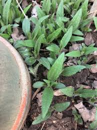 Image result for Distephanus divaricatus