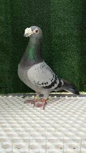Pin By Carlos Eduardo De Souza Trinda On Brieftauben In 2020 Racing Pigeons Animals Beautiful Cute Pigeon