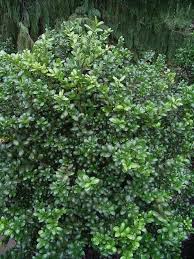 Japanese holly is a handsome evergreen shrub in the aquifoliaceae family. Shade Or Sun Japanese Holly Ilex Crenata Versatile Evergreen Shrubs Come In Many Size Varieties Convexa Shade Garden Plants Garden Shrubs Evergreen Plants