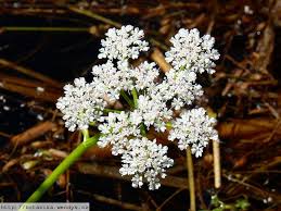 Image result for Oenanthe