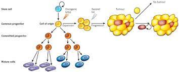 Where does hot chocolate originate from? Cells Of Origin In Cancer Nature