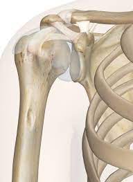 • during abduction of the shoulder joint, the supraspinatus tendon is exposed to friction against the acromion. Shoulder Joint Anatomy Pictures And Information