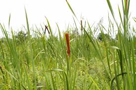 Image result for Typha capensis
