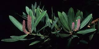 Image result for Podocarpus latifolius