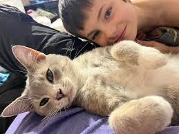 UPDATE: FOUND. Lost a Orange Male cat 1 1/2 years old. Around the new  Lincoln Trail Elementary School. Bardstown Rd. Name is Milo. Please PM or  comment if found. Thanks