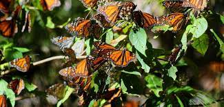 Mariposa Monarca Un Viaje De Mas De 4000 Kilometros Ecobnb