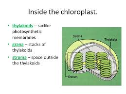 We did not find results for: 8 2 Photosynthesis Pages Ppt Download