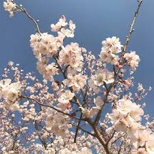 pin by l austin lee on asian wire posts of the far east flower aesthetic nature flowers