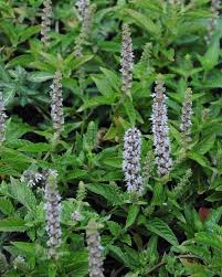 Image result for Platostoma sp. no. 2