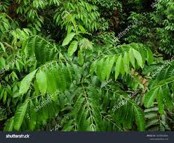 Image result for Aphanamixis