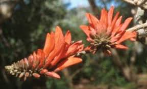 Image result for Erythrina abyssinica × lysistemon