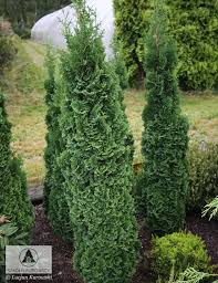 Thuja Occidentalis Brobeck S Tower Szkolki Kurowscy Immergruner Garten Pflanzen Garten
