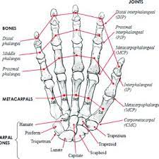 Check spelling or type a new query. Human Hand Skeletal Structure Depicting Finger Bones Joints Download Scientific Diagram