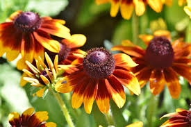 How can we help you. Tips For Knowing The Proper Garden Nutrients North Cyprus Properties