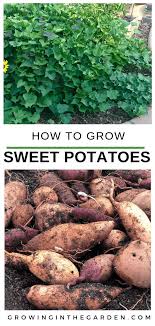 Purchasing sweet potatoes from the grocery store and sprouting can be unsuccessful as many are treated to reduce sprouts. How To Grow Sweet Potatoes Growing In The Garden Growing Sweet Potatoes Starting A Vegetable Garden Potato Gardening