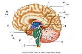 Brain Unlabeled Study Sheet Human Anatomy And Physiology Ear Anatomy Anatomy And Physiology