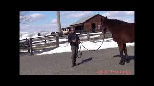 Basic Body Language With Horses