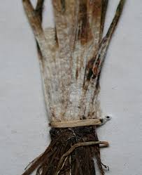 Image result for Isoetes alstonii