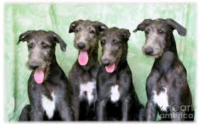 Image result for scottish deerhound puppies