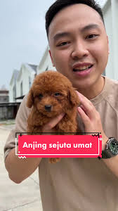 Dog in Indonesia