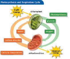 Sometimes animal and plant cells cannot get enough oxygen to carry out aerobic respiration. Aerobic Respiration Definition Steps Products Equation Video Lesson Transcript Study Com