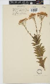 Image result for Senecio cryphiactis