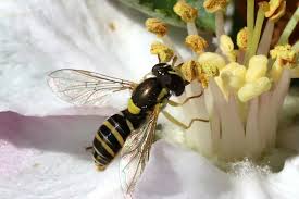 Image result for Sphaerella sp.