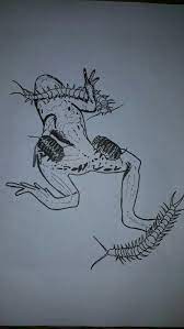 Dead Frog Drawings Humanoid Sketch Frog