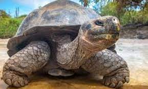 Is A Giant Tortoise Can Live To Be Over 150 Years Old Fact Or Opinion Brainly Ph