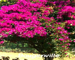 Bunga terdiri dari beberapa bagian diantaranya yaitu bagian tangkai, dasar bunga, kelopak bunga, mahkota, benang sari, dan juga putik. Bunga Bougenville Riani S Flower Weblog