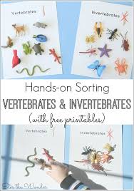 In this invertebrate worksheet, students answer 33 questions about invertebrates such as their characteristics, their symmetry, their types of feeding methods, germ layers and the phylums within invertebrates. Hands On Sorting Vertebrates And Invertebrates Stir The Wonder Vertebrates And Invertebrates Vertebrates Vertebrates And Invertebrates Worksheets For Kids