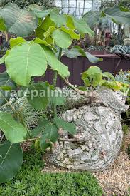 Image result for Exacum zombense