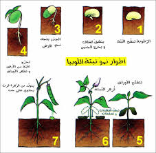 مكتبتي التكاثر بالبذور والظروف الملائمة للإنبات