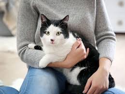 Apabila merancang kehamilan dalam kucing pedigree, perlu menyediakan haiwan itu. Cirit Birit Dalam Kucing Rawatan Di Rumah