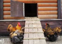 What size does a chicken coop need to be? Automatic Chicken Coop Pop Doors Liability Or Asset
