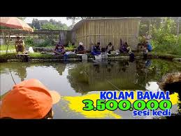 Borongan Kolam Ikan Bawal 3 5jt Youtube