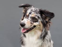 It is well balanced and slightly longer than tall. Australian Shepherds The Complete Trait Guide Ollie Blog