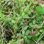 Image result for Euphorbia ophthalmica