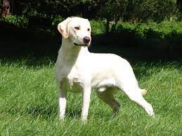 Den første var en såkaldt mock trial i vinderklasse d. Formel 1 Labrador Hvad Er Det