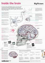 Free Anatomy Posters Download Anatomical Poster