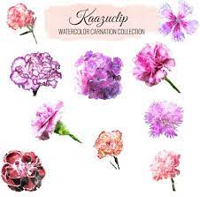 Check Out Watercolor Carnation Collection By Kaazuclip On Creative Market Watercolor Carnations Wedding Graph Carnation Tattoo Carnations Carnation Drawing