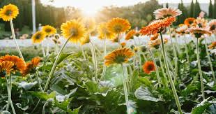 Yaitu ada biru, violet, violet muda, kuning muda, merah tua, merah lembayung, dan. Tip Penjagaan Daisy Supaya Tak Putus Berbunga Impiana