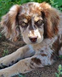 Cotralians are loving, playful, social, intelligent, and loyal dogs that work well in families where they can be the center of attention. Australian Shepherd And Cocker Spaniel Australian Shepherd Mix Cocker Spaniel Mix Australian Shepherd Mix Puppies