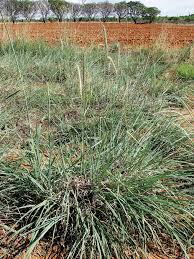 Image result for Anthephora pubescens