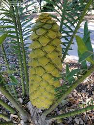 Image result for Encephalartos villosus